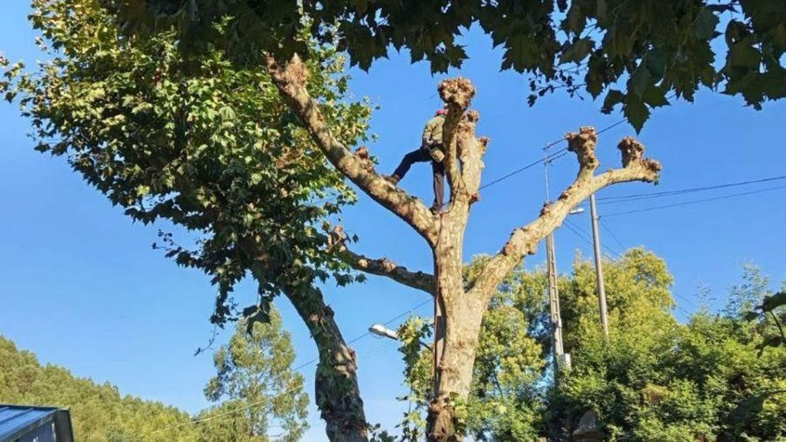 Inicio de la poda en Baiona.