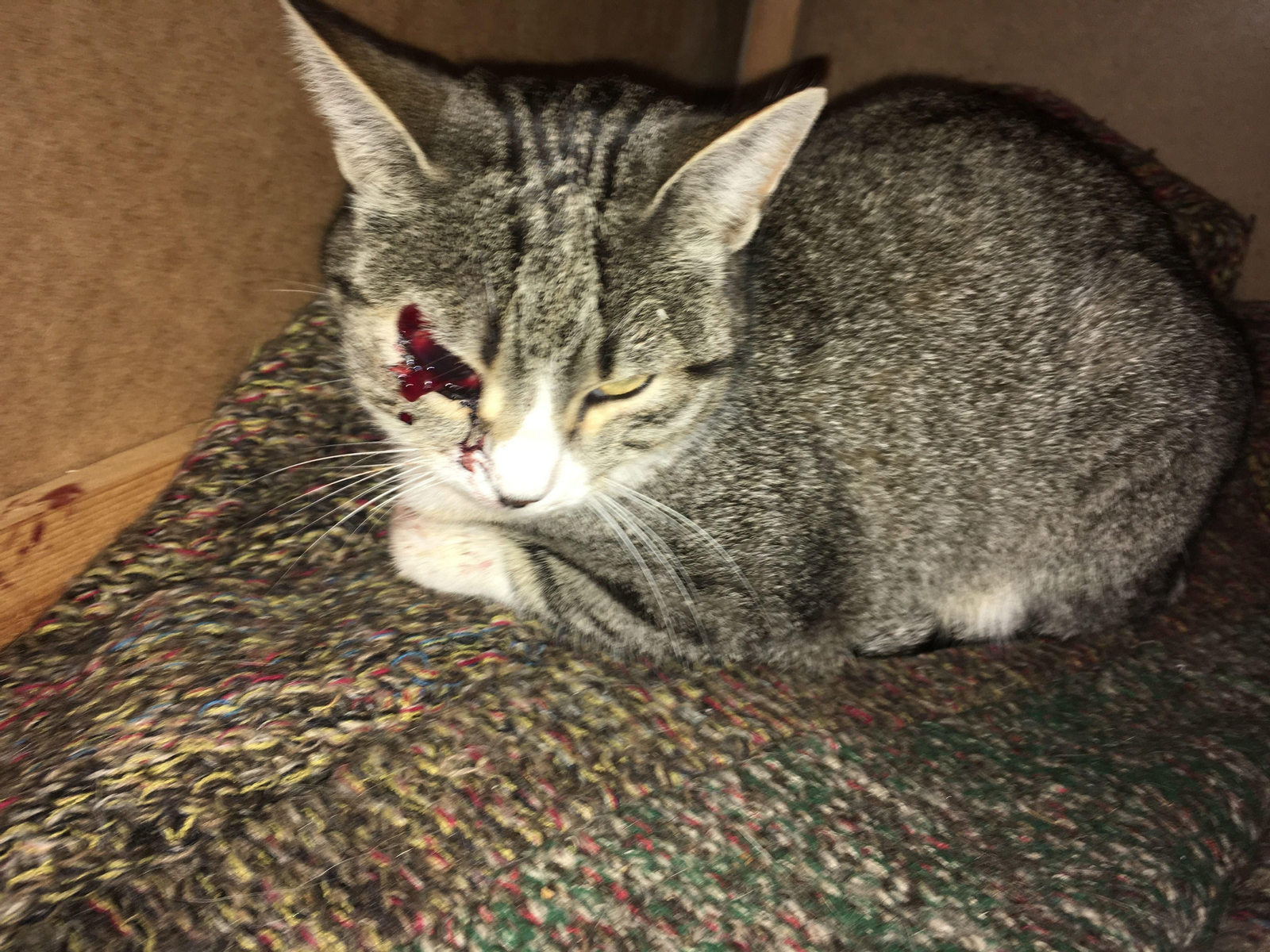 La gata tuvo que ser operada para salvarle la vida.